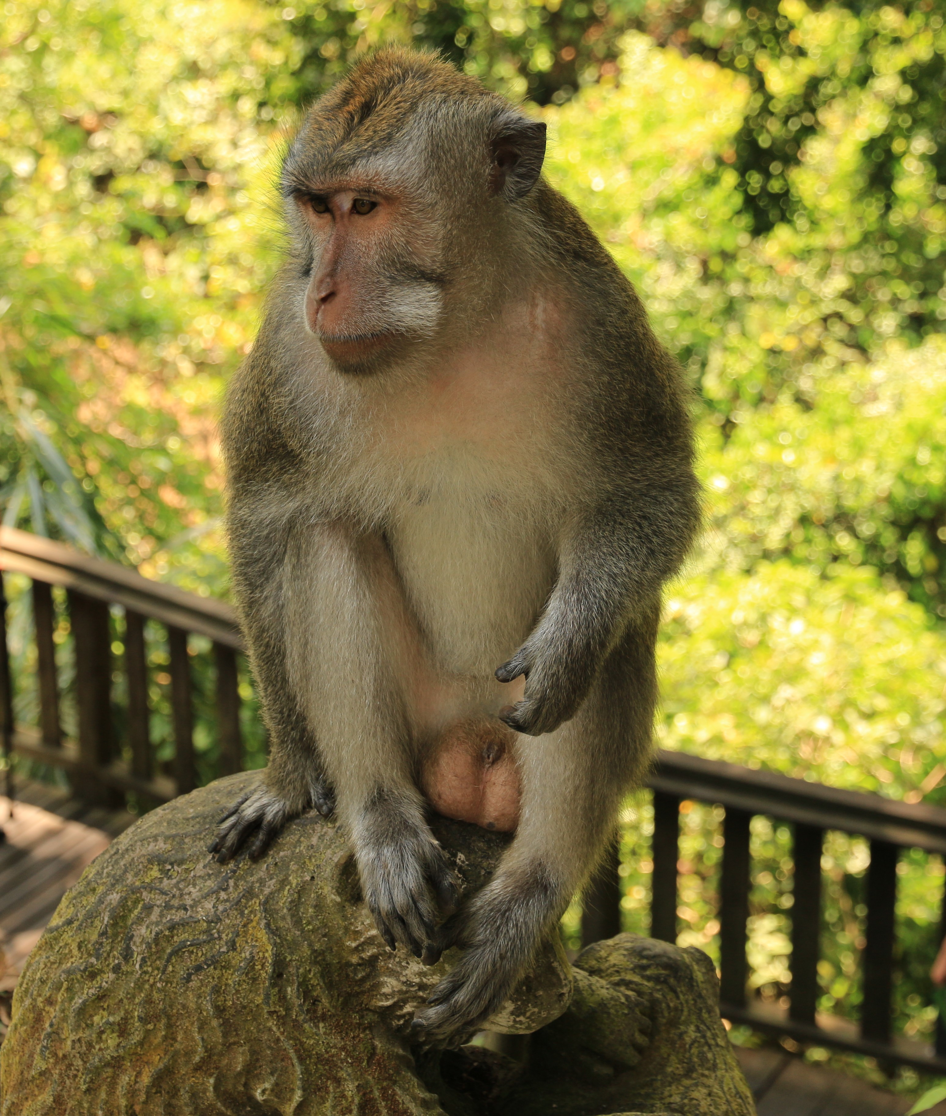 Ubud monkeys